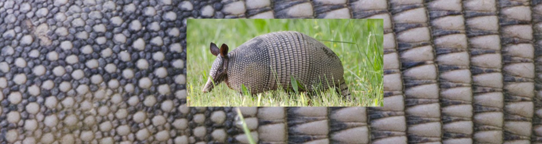 Armadillo with closeup